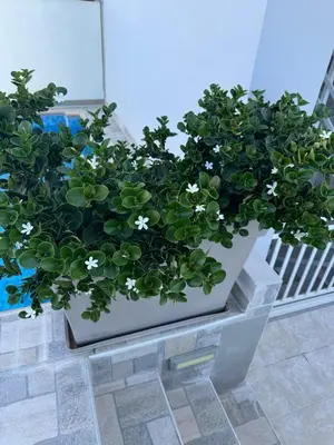 a potted plant with white flowers in a pot at CARISSA SUITES a in Afantou