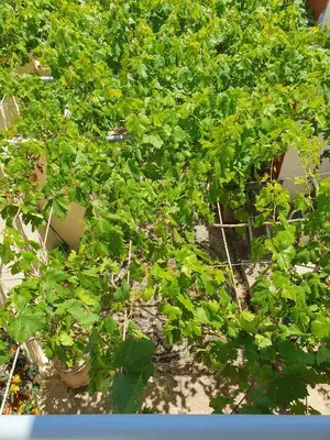 a group of green plants in a garden at Yiannis Sokaki House in Rhodes Town