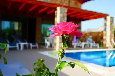 a pink flower in front of a swimming pool at Estrella Villas in Lardos