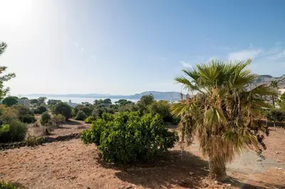 a palm tree in a field with bushes at Villa Panagiota, Pefkos in Pefki Rhodes