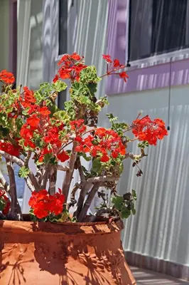 a potted plant with red flowers in a pot at Haraki De Sol Beach Apartments in Haraki