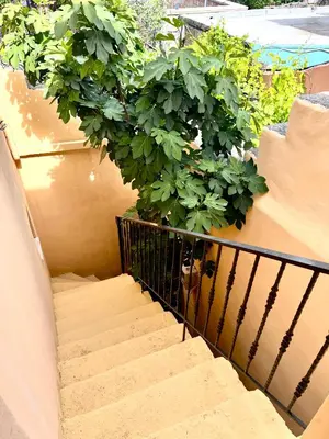 a staircase with a plant on the side of a building at Rafaela suite old town in Rhodes Town