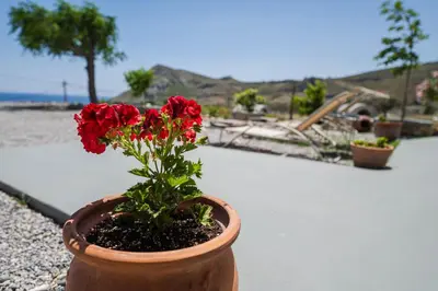 a potted plant with red flowers on a patio at Pelagos in Vrachonisída touArchangélou