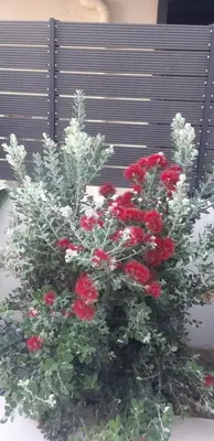 a flower pot with red flowers and white plants at NiMar luxury city villa with jacuzzi in Rhodes Town