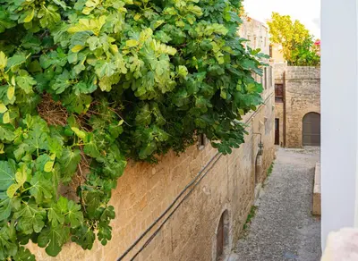 a wall with a bunch of green plants on it at Ottoman's Manor in Rhodes Town