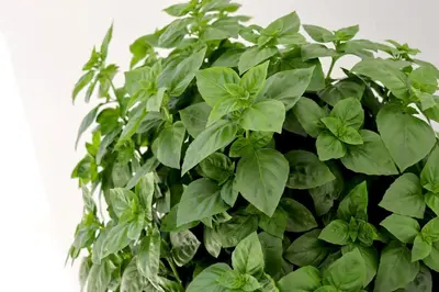 a plant with green leaves in a pot at Casa Metropolis in Rhodes Town