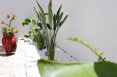 two potted plants sitting on a ledge in a room at Casa Metropolis in Rhodes Town