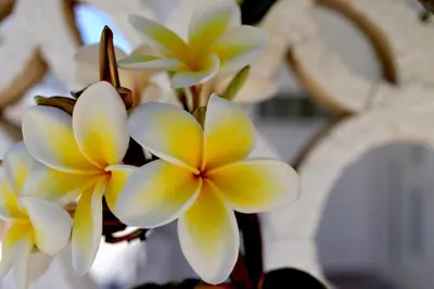 a bunch of yellow and white flowers on a plant at Casa Metropolis in Rhodes Town