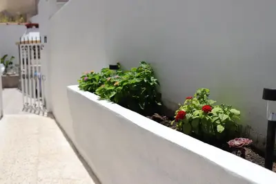 two plants on a ledge next to a wall at Casa Metropolis in Rhodes Town