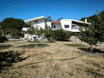 a white house with a tree in front of it at Costelia Studio in Ialyssos