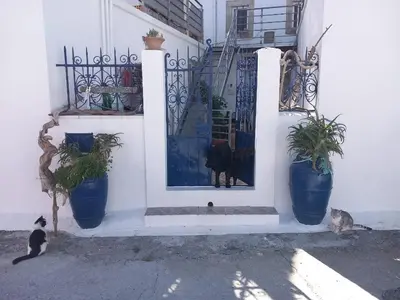 two cats sitting in front of a door with potted plants at Traditionelles Dorfhaus Malona in Malona Village