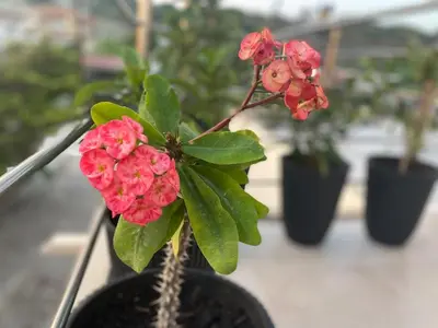 a potted plant with pink flowers in a pot at ''Aetheria'' Rooftop Resort with sea view in Kremasti