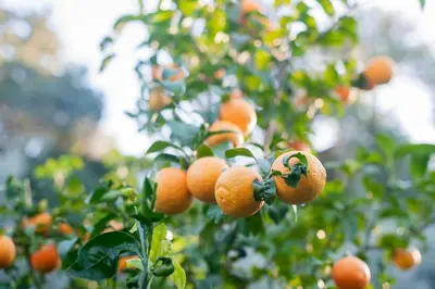 a bunch of oranges hanging from a tree at Kastro - Country Villa in Rhodes Town
