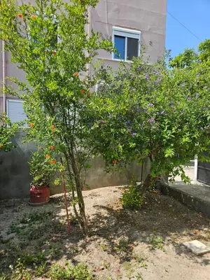 two trees in a yard in front of a building at Pension Annoula in Archangelos