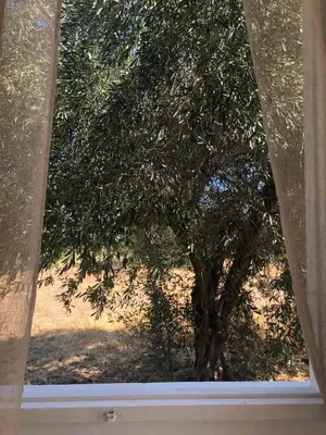 a view of a tree from a window at Eirēnē house Afantou in Afantou