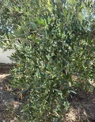 a tree with green leaves on the ground at Eirēnē house Afantou in Afantou