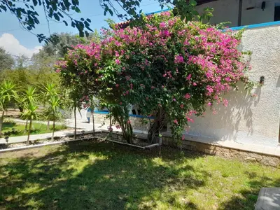 a bush with pink flowers on the side of a building at Diotima Rhodos Experience in Rhodes Town