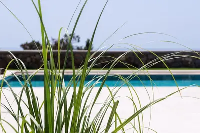a close up of a plant next to a pool at Villa Salamina in Lachania