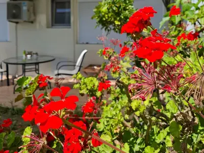 a bunch of red flowers in a garden at Sea-Nature-Wellness in Kolimbia