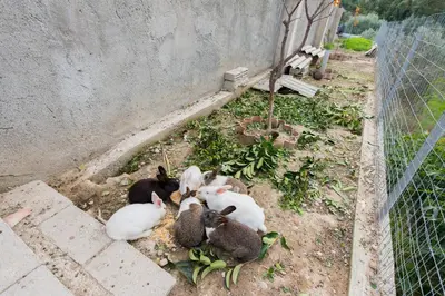 a group of ducks laying on the ground next to a fence at Natura House in Ialyssos