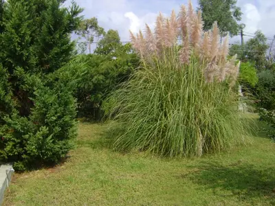 a hedge of tall grass in a garden with trees at Villa Dome in Gennadi