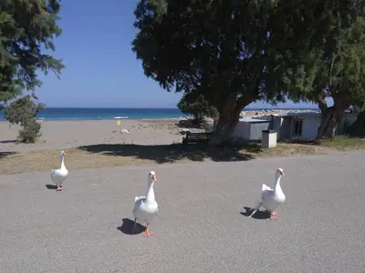 three geese walking on a road near the beach at Arch Villa in Phanaes