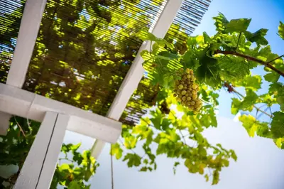 a bunch of grapes hanging from a tree at Villa dei Ciottoli in Rhodes Town