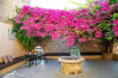 a bunch of pink flowers hanging from a building at The Old Town House in Rhodes Town
