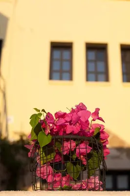 a basket of pink flowers in front of a building at The Old Town House in Rhodes Town