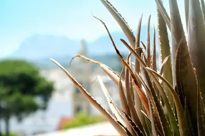 a close up of a green plant in a pot at Sky-Line Apartments in Afantou