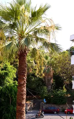 a palm tree with a person on a scooter under it at Island Dreams Rooms & Suites in Rhodes Town