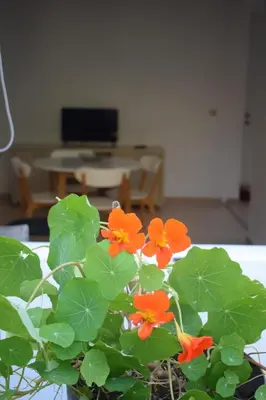 a plant with orange flowers and green leaves in a room at Blugreen Stegna Suites and Apartments in Archangelos