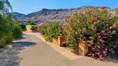a row of bushes with pink flowers and a house at George Studios Pefkos in Pefki Rhodes
