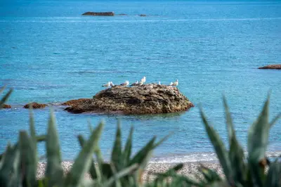 a group of birds sitting on a rock in the water at Stegna Dream in Archangelos