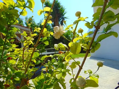a plant with yellow flowers in a yard at Villa Giovanni in Faliraki
