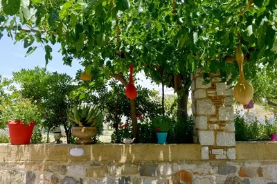 a tree with lots of pots of plants at Athina's Apartment in Olive Grove in Faliraki