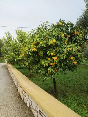 an orange tree in an orchard next to a road at Athina's Apartment in Olive Grove in Faliraki