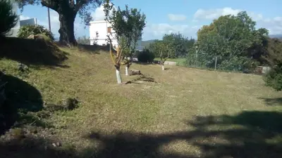 a field with two trees in the grass at Aggeli Village House in Asklipiḯon