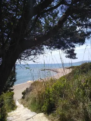 a sandy beach with a tree and the ocean at Villa Nastazia in Kiotari