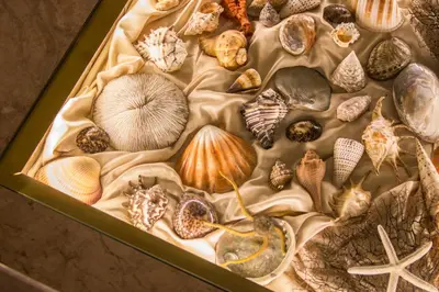 a display of shells in a green box at Symi Nautilus Luxury Suites in Symi