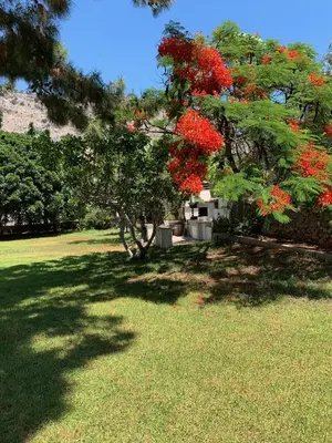 a tree with red flowers on it in a field at Villa Melita Seafront in Pefki Rhodes