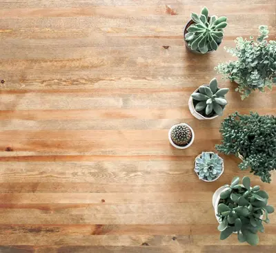 a group of potted plants on a wooden table at GOJI Vegan Hotel in Ialyssos