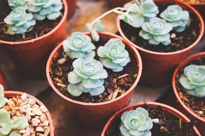 a group of potted plants sitting on a table at GOJI Vegan Hotel in Ialyssos