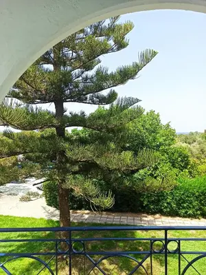 a pine tree on a balcony with a fence at Summer Dream in Theologos