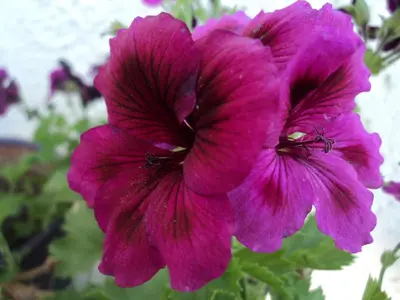 a purple flower with a group of ants on it at Rosmari Hotel in Archangelos