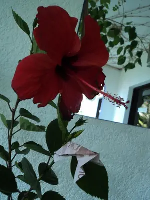a red flower in a vase next to a wall at Rosmari Hotel in Archangelos