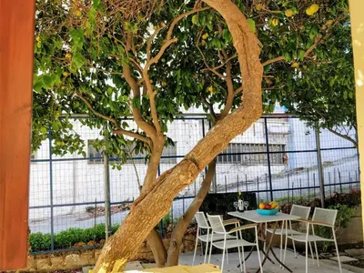 a tree with chairs and a table under it at Amazing apartment 100 meters from the Old Town in Rhodes Town