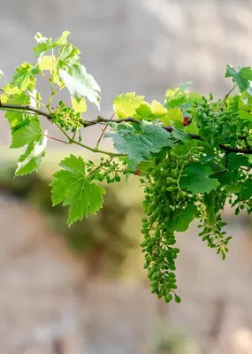 a bunch of green grapes hanging from a tree at Dreamcatcher Villa in Pastida