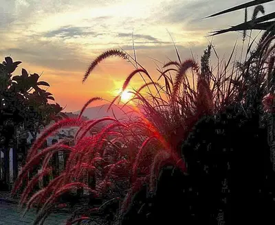 a sunset behind some tall blades of grass at Dreamcatcher Villa in Pastida