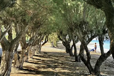 a row of trees on a beach with a person walking at All Senses Ocean Blue Sea Side Resort - All Inclusive in Kremasti